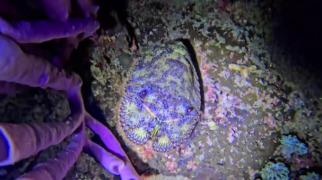 Slipper Lobster Crawling Over Coral Reef Seabed Underwater