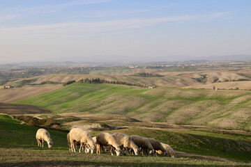Obraz premium Sheep Grazing on Autumn Evening Hills near Asciano, Tuscany, Italy