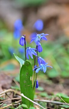 Sibirischer Blaustern (Scilla siberica) vertikal