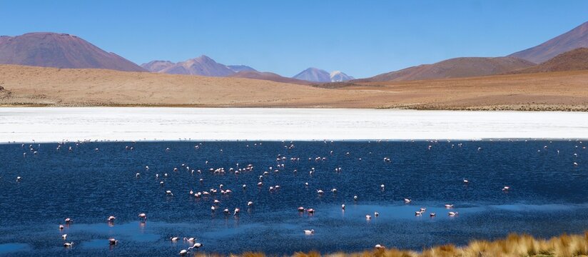 Blaue Laguna Hedionda mit Flamingos im bolivianischen Altiplano Blue Laguna Hedionda with Flamingos in the Bolivian Altiplano	
