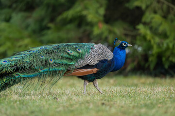 Pfau sucht auf der Wiese nach Futter © StG Stockfoto