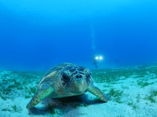 Fototapeta premium turtle underwater close up caretta caretta scuba diver taking photos ocean scenery