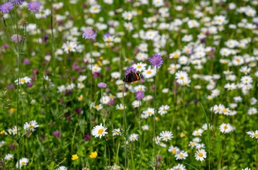 Fototapeta premium Butterfly on wildflower meadow with blooming daisies and summer nature background