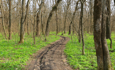 Fototapeta premium Winding dirt path through a lush forest floor covered in vibrant green spring foliage
