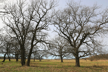 Bare oak trees with intricate branches against a pale sky in a grassy field