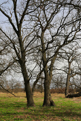 Obraz premium Majestic bare oak trees with intricate branches reach towards the sky in a grassy field