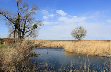 Fototapeta premium Bare trees and dry reeds surround a calm body of water under a bright blue sky
