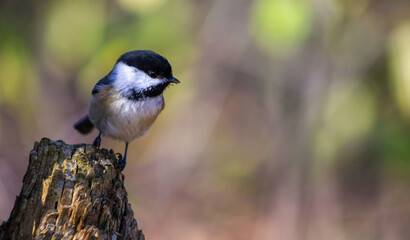 Black-capped chickadee perched on tree stump © Claudia