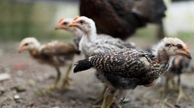 Group Of Chickens Walking Around Farmyard. Group Of Chickens Walking Around Farmyard