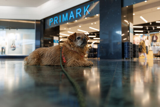 Perro tumbado en un centro comercial pet-friendly frente a la puerta de entrada a Primark en Alicante el 12 de marzo de 2026, Espa&ntilde;a