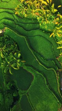 Lush Green Rice Terraces in Bali, Indonesia with Traditional Subak Irrigation System
