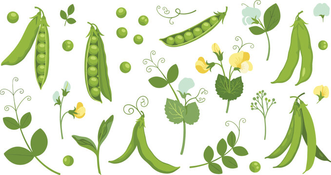 Green Pea Plant Botanical Set with Pods, Flowers, Leaves, Seeds, and Vine Elements for Organic Garden Vegetable Illustration Collection