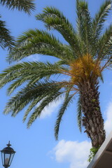 Fototapeta premium palm trees on the beach