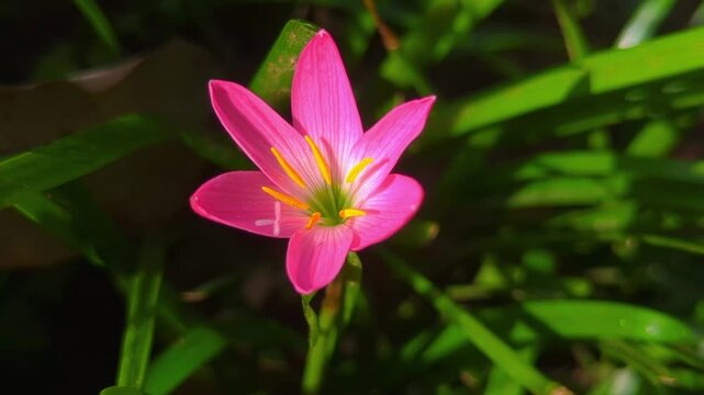 Close Up of Pink Rain Lily Blossom in Natural Garden Setting