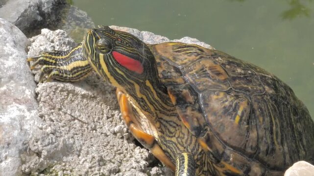 terrapin turtle trying to climb having sun bath next to pond tortoise