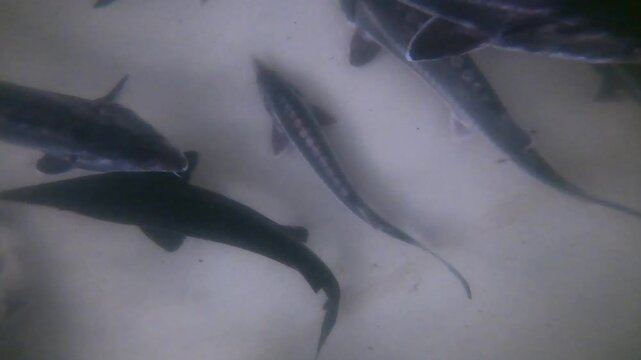 A top-down view of several large sturgeon swimming together in a circular blue aquaculture tank at a commercial breeding farm.