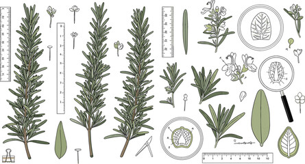 Scientific Botanical Rosemary Plant Illustration Set with Leaves, Flowers, Stem Anatomy, Magnifying Glass, and Measurement Tools for Herbal Study and Natural Biology Design © Sanjida