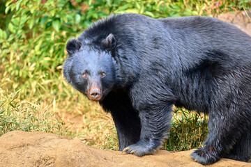 bear at the zoo in the sky