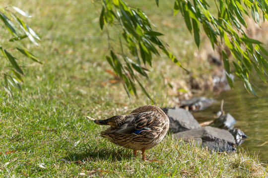 Mallard duck stands on grass near water's edge. Willow leaves hang above the duck. Sunlight highlights the duck's feathers. Grass meets rocks beside calm water