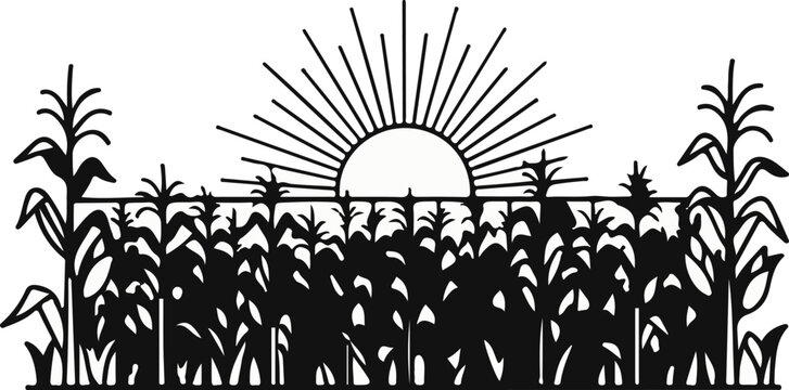 Sunrise over a dense cornfield, with tall stalks and leaves silhouetted