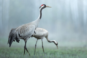 Fototapeta premium Wild common crane, grus grus, walking on hay field in spring nature. Large feathered bird landing on meadow from side view. Animal wildlife in wilderness