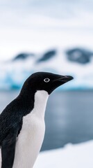 Obraz premium A close-up view of a penguin against a blurred icy landscape, highlighting its features