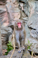 Fototapeta premium Japanese macaques at the zoo