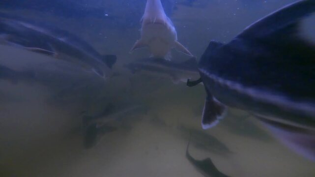 Large sturgeon swim in a group within a commercial aquaculture farm tank with a sandy bottom.