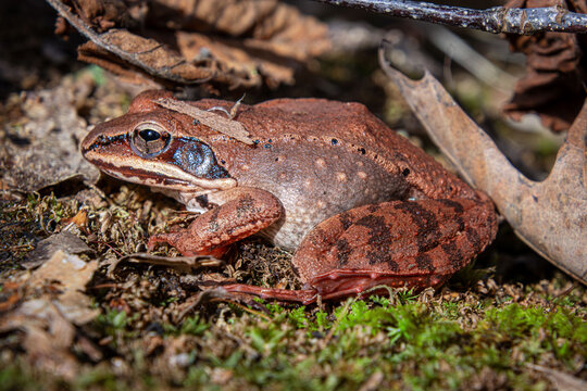 freeze tolerant and full of eggs female wood frog Lithobates sylvaticus Rana sylvatica in pink rusty colors during spring migration to Reproduction site closeup