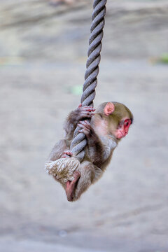 Japanese macaques at the zoo
