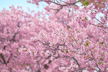 Obraz premium Blue skies and the Kawazu cherry blossoms in full bloom