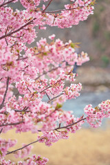 Blue skies and the Kawazu cherry blossoms in full bloom