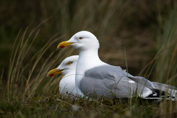 Go&eacute;land argent&eacute;,
Larus argentatus, European Herring Gull