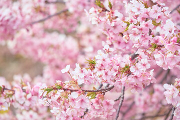 Obraz premium Blue skies and the Kawazu cherry blossoms in full bloom
