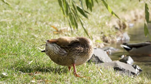 Duck preens feathers beside calm water. Grass and rocks frame the natural setting. Soft sunlight enhances the outdoor moment. Animal stands near water's edge. Greenery and stones complete the scene
