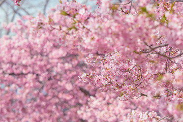 Obraz premium Blue skies and the Kawazu cherry blossoms in full bloom