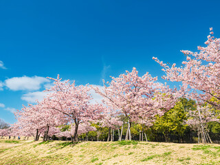 Naklejka premium 心躍る春色、青空に映える満開の河津桜