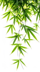 Fototapeta premium Lush Green Bamboo Leaves Swaying Gently in Bright Sunlight Against White Background