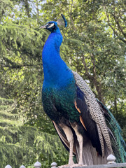 Obraz premium Peacock perched on a metal fence in a park in Valladolid
