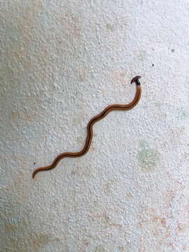 Close-Up of a Hammerhead Worm (Bipalium) on a Textured Wall