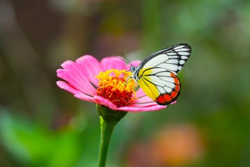 Fototapeta premium Close up of a Delias eucharis butterfly, also known as the Painted Jezebel, perched on a Zinnia flower