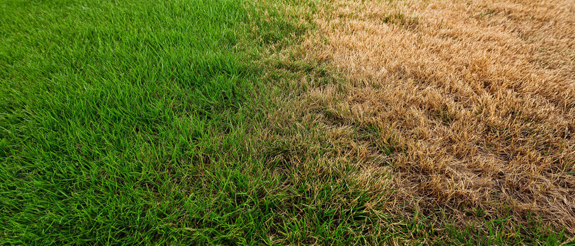 Lush green and dry brown grass contrasting in sunlight outdoors. Lawn disease background showing landscaping problems and grass 