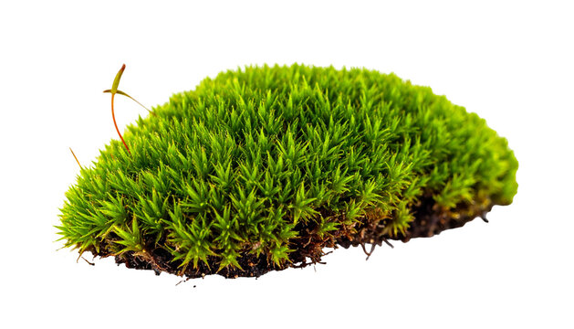 Isolated close-up of vibrant green moss growing on a small, dark patch