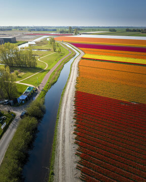 Aerial view of vibrant tulip fields ablaze in fiery reds, oranges, and yellows, divided by a serene canal and path, Alkmaar, Netherlands.