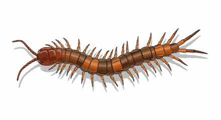 Detailed vector illustration of a centipede, showcasing its segmented reddish-brown body, numerous legs, and distinct arthropod characteristics, ideal for educational or natural history projects