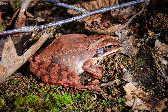 freeze tolerant and full of eggs female wood frog Lithobates sylvaticus Rana sylvatica in pink rusty colors during spring migration to Reproduction site belly