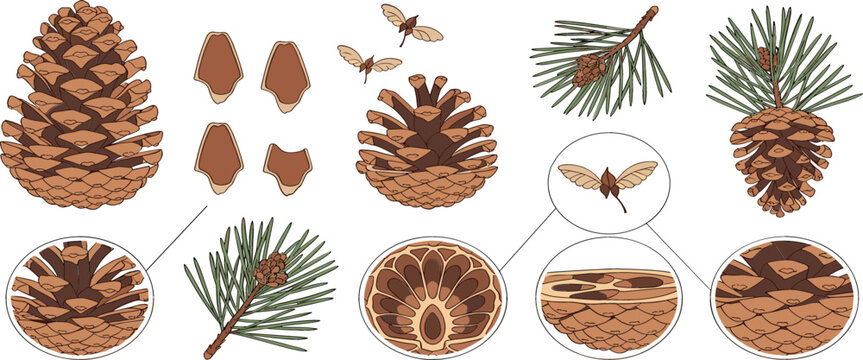 Pine cone anatomy vector illustration with pine needles, seeds, cross section structure, and forest botanical educational diagram
