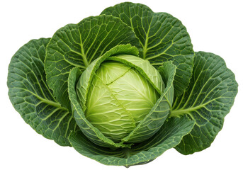 Obraz premium Fresh green cabbage head isolated on clean background isolated on transparent background,png,PNG