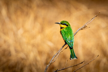 Obraz premium Little Bee-eater perched on bare branch against golden grass background, Kruger National Park, South Africa