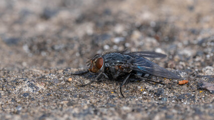 Great Macro of Sarcophaga Canaria - Common Flesh Fly on the Island of La Palma Spain © Aleksandra